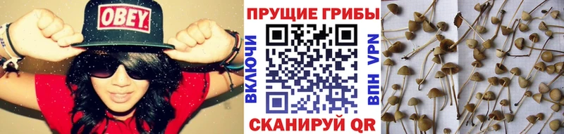 Псилоцибиновые грибы мухоморы Магас